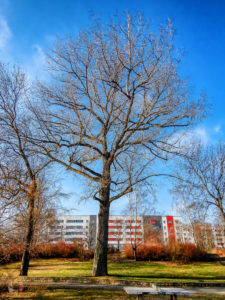 Alter Baum im Gera Park